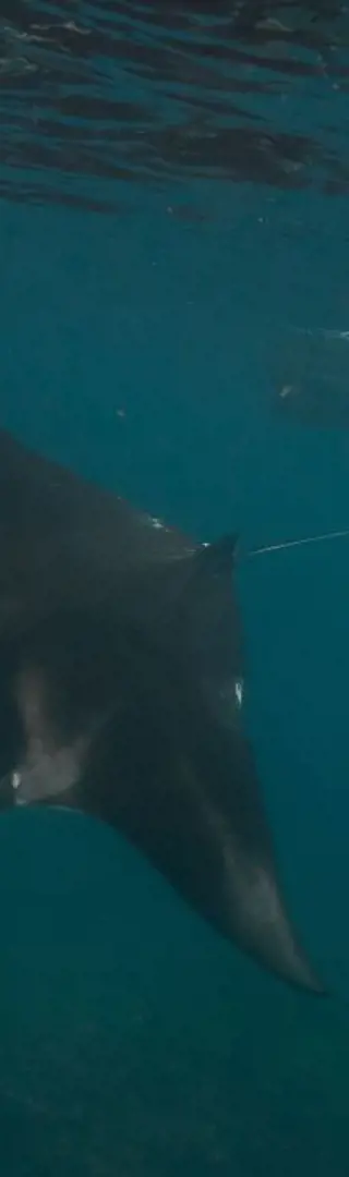Hi, Manta Ray!